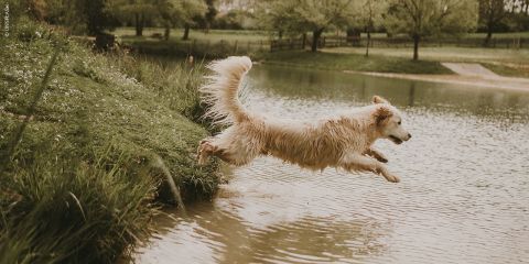 Bilder-Blog-Sport-mit-Hund_fs24_1120x560_schwimmen